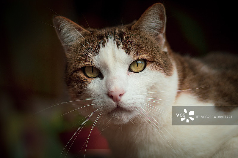猫的特写肖像，西班牙坎塔布里亚桑坦德图片素材
