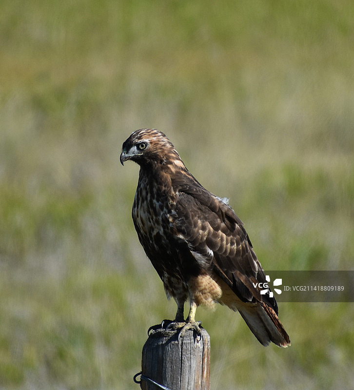 特写：栖息在木桩上的猛禽，美国蒙大拿州波尔森图片素材