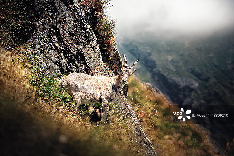 意大利科莫山上的野山羊 портрет图片素材