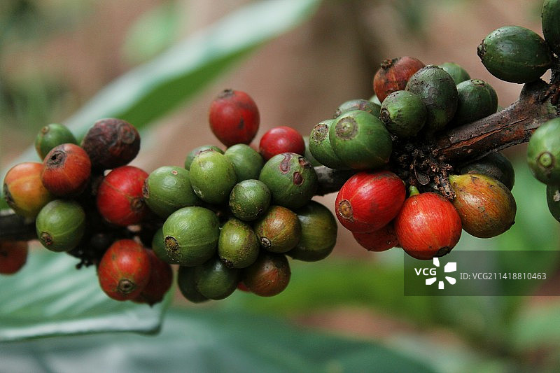 印度尼西亚植物上的生咖啡豆特写图片素材