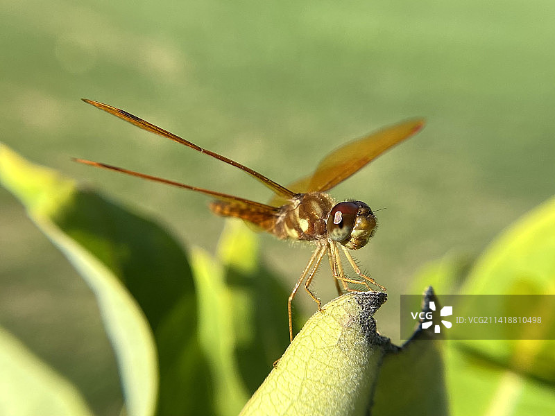 植物上的昆虫特写，美国马萨诸塞州韦尔斯利图片素材