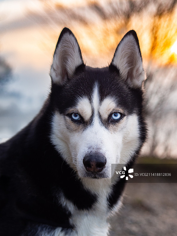 西伯利亚哈士奇特写肖像图片素材
