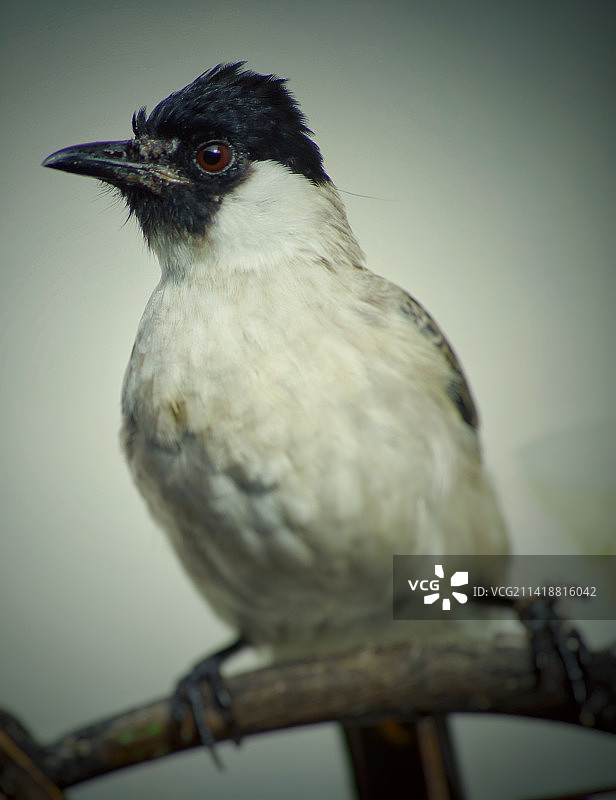 栖息于树枝上的热带画眉鸟特写图片素材