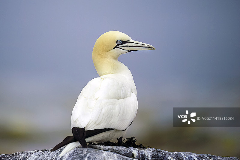 塘鹅栖息在岩石上的特写图片素材