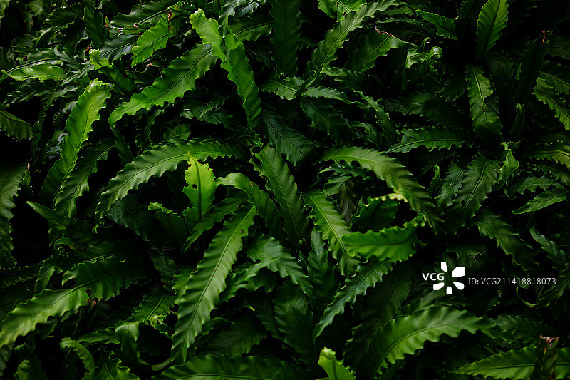 新鲜绿色蕨类植物的全画幅照片，清莱，泰国图片素材