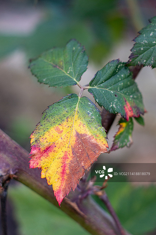 植物上的枫叶特写图片素材