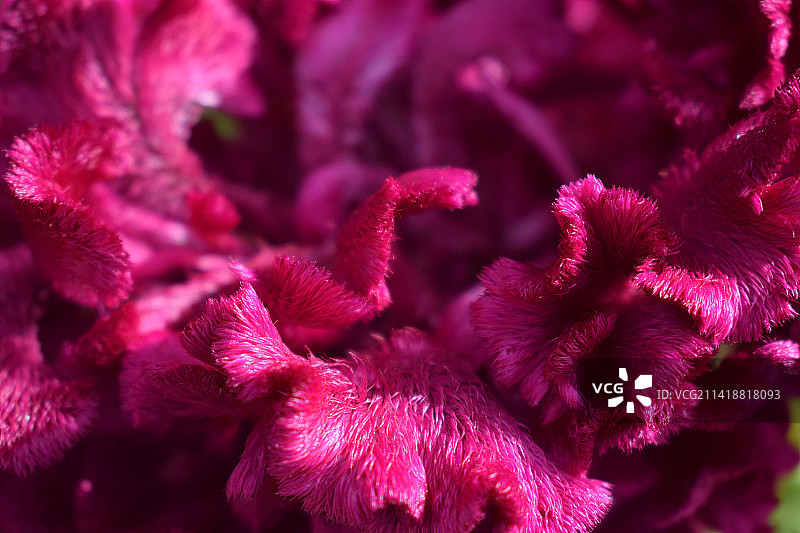 2023年流行色非凡洋红的紫红鸡冠花图片素材