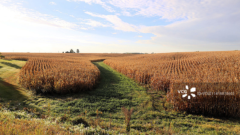 美国爱荷华州午后阳光下的玉米地图片素材
