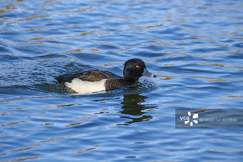 在湖中游泳的鸭子图片素材