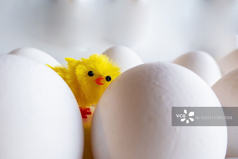 鸡蛋盒里的煮鸡蛋小鸡图片素材
