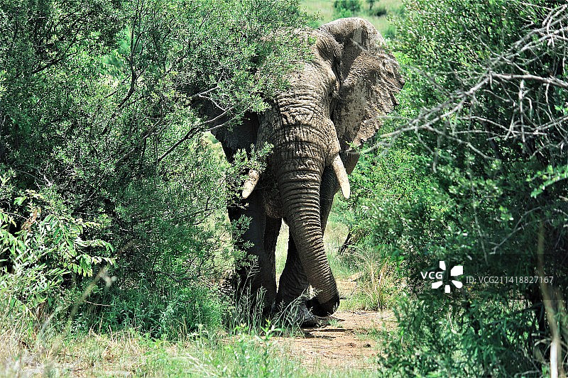 南非比勒陀利亚国家公园里站在田野上的非洲象图片素材