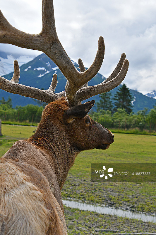 阿拉斯加野生动物保护中心里的驯鹿，美国朱诺图片素材