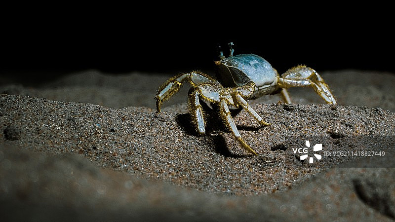 岩石上的螃蟹特写，阿萨蒂格岛国家海岸，美国图片素材