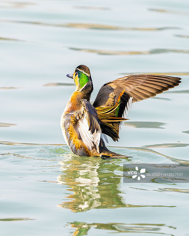 二级保护动物花脸鸭图片素材