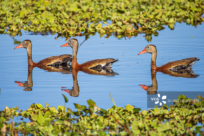 雌性绿头鸭在美国奥兰多游泳图片素材