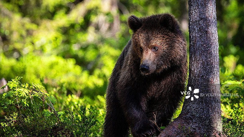 森林中棕色棕熊的特写图片素材