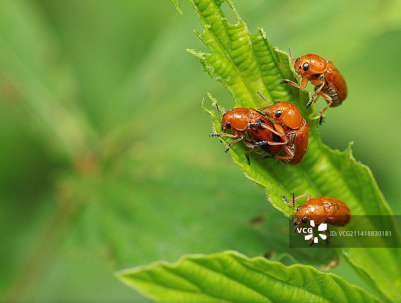 印度尼西亚帕梅卡桑植物上的昆虫特写图片素材