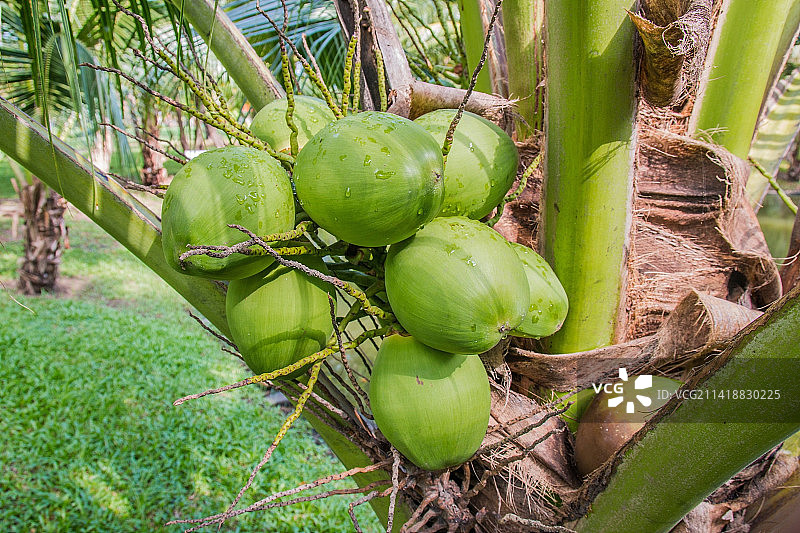 印度尼西亚的椰子树特写图片素材