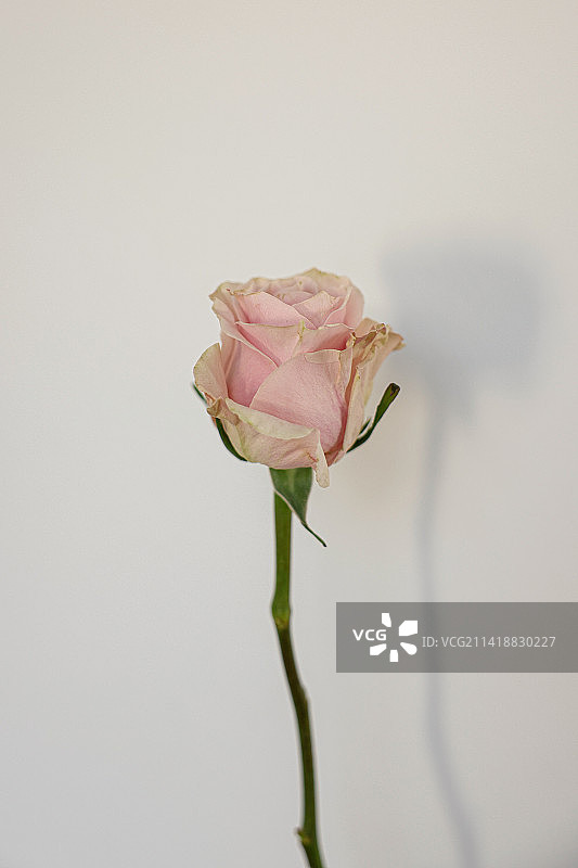 印度尼西亚，白色背景下的玫瑰花特写图片素材