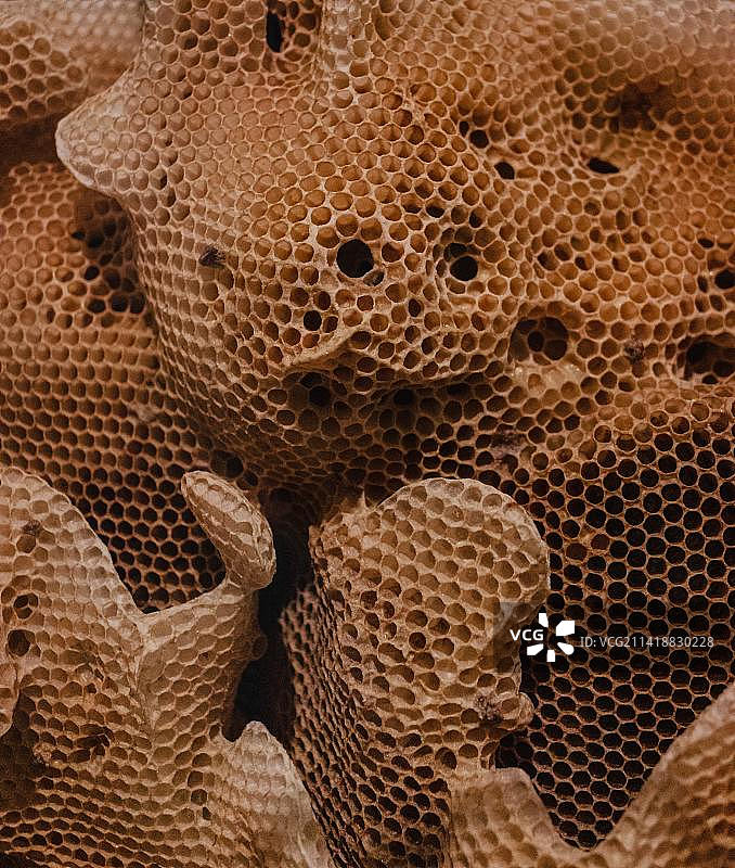 印度尼西亚西加里曼丹蜂巢全景照片图片素材