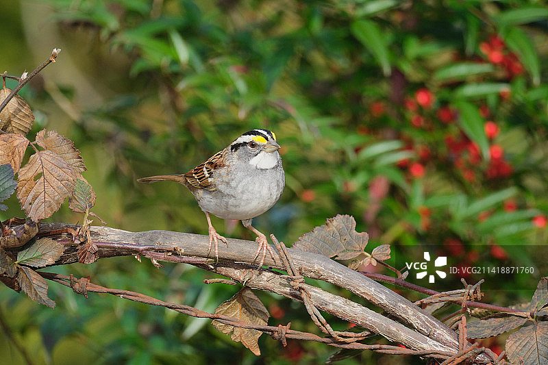 White-throated麻雀图片素材
