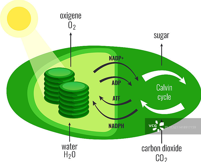 阳光下的树叶示意图图片素材