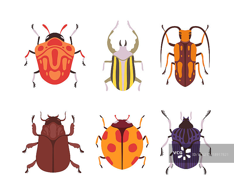 有翅膀的爬行昆虫和甲虫图片素材