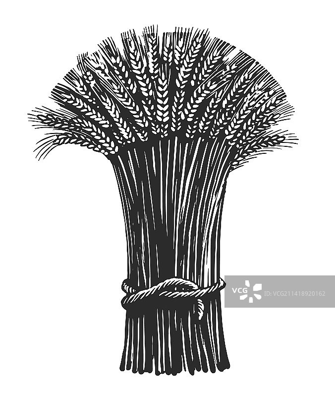 干小麦素描图片素材