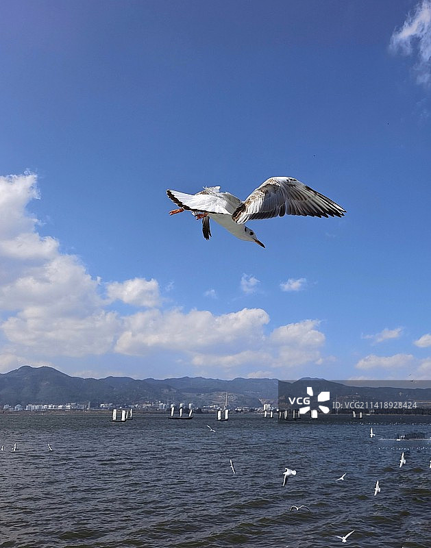 自由飞翔图片素材