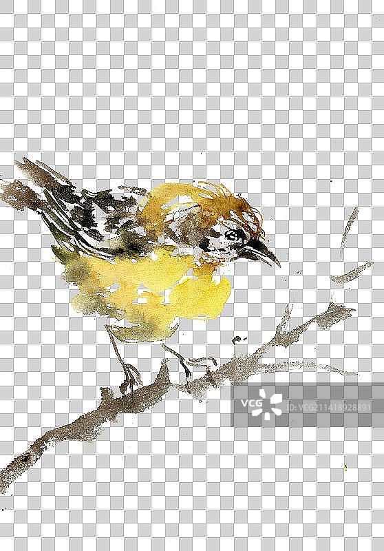 黄色的小鸟图片素材