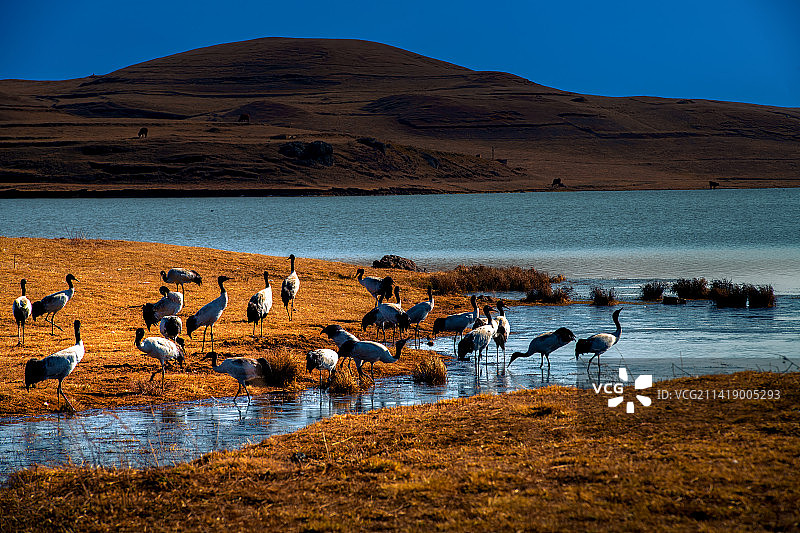 鹤舞大山包图片素材