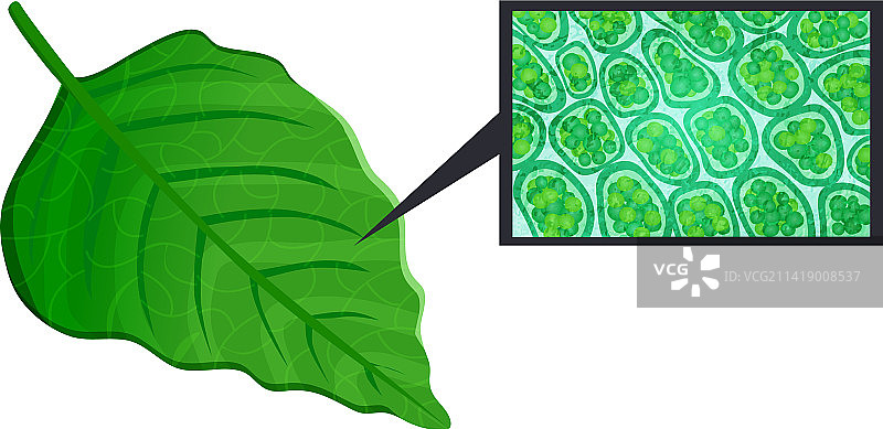 树叶结构图组合图片素材