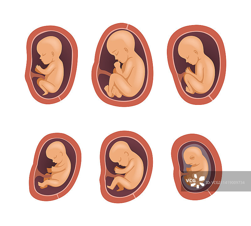 胎儿发育或胚胎学过程图片素材