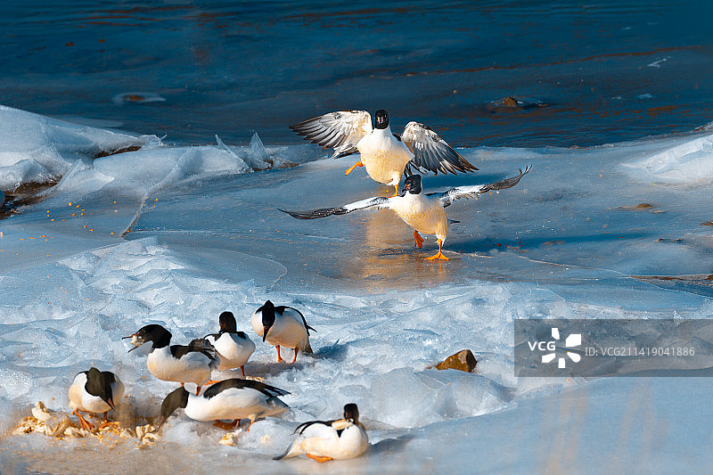 冰河上的秋沙鸭图片素材
