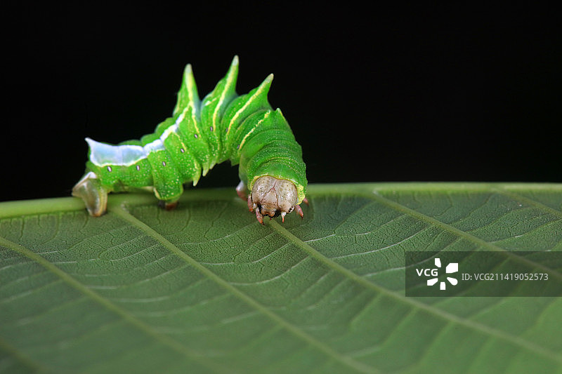 桑褶翅尺蛾幼虫图片素材
