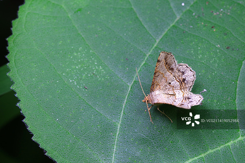 格庶尺蛾图片素材