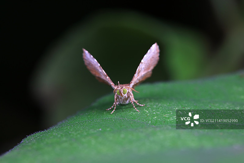 格庶尺蛾图片素材