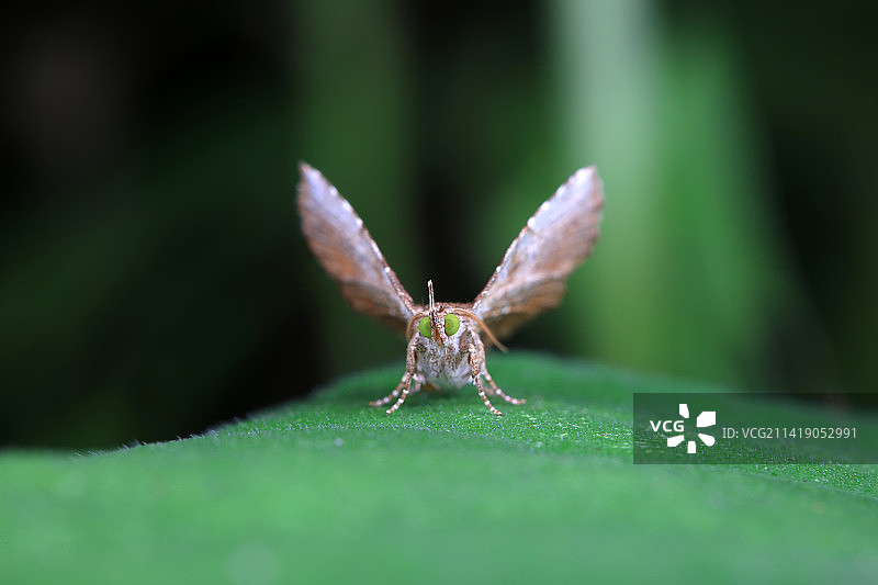 格庶尺蛾图片素材