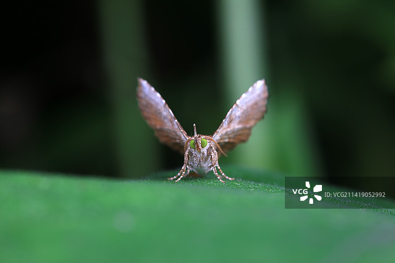 格庶尺蛾图片素材