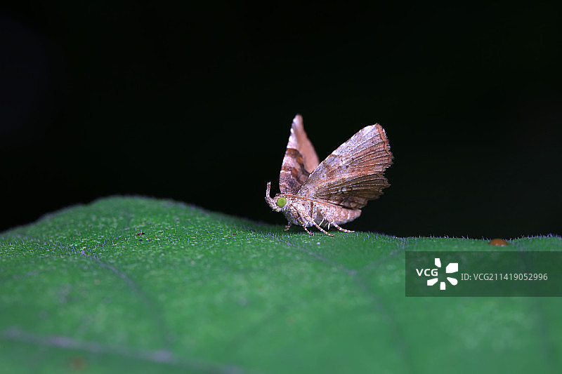 格庶尺蛾图片素材