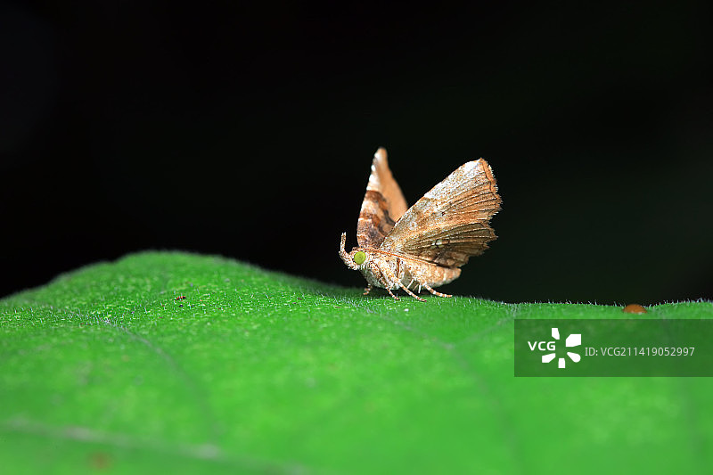 格庶尺蛾图片素材