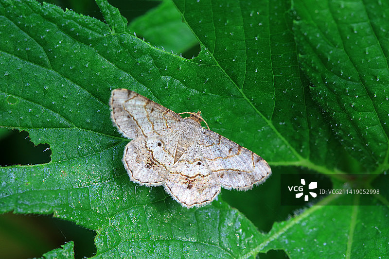 格庶尺蛾图片素材