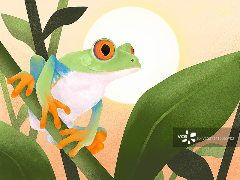 蛙图片素材