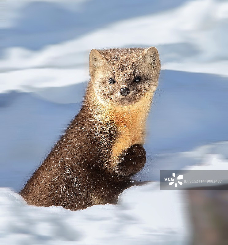 紫貂的肖像～图片素材