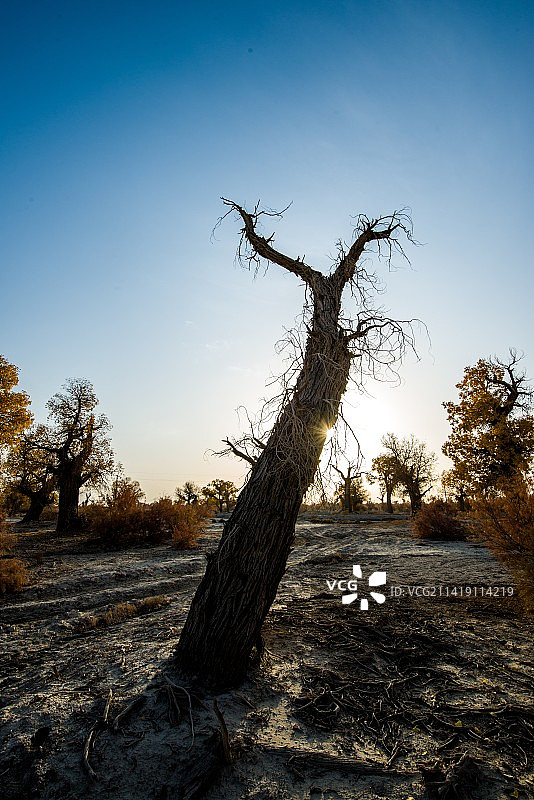 轮台胡杨树图片素材