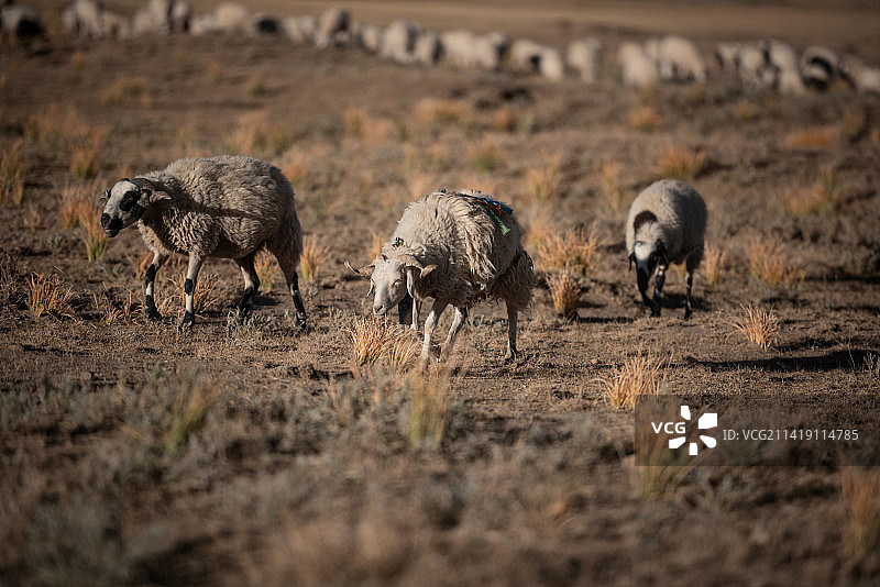 叁羊开泰图片素材