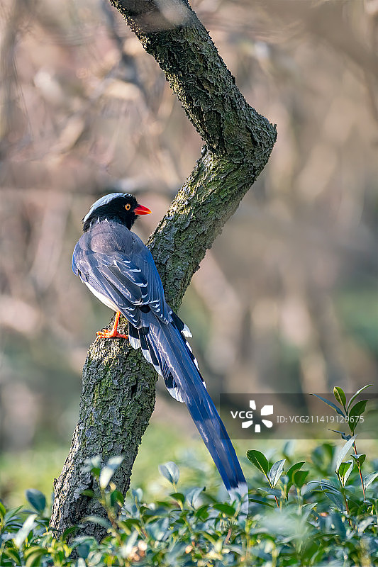 红嘴蓝鹊（梅花山）图片素材