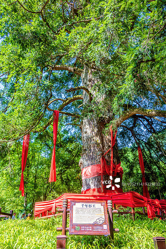 中国湖北神农架神农坛风景区千年杉王铁坚杉图片素材
