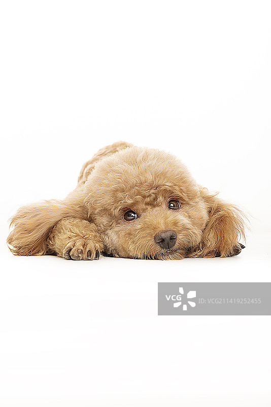 小狗狗的心思图片素材