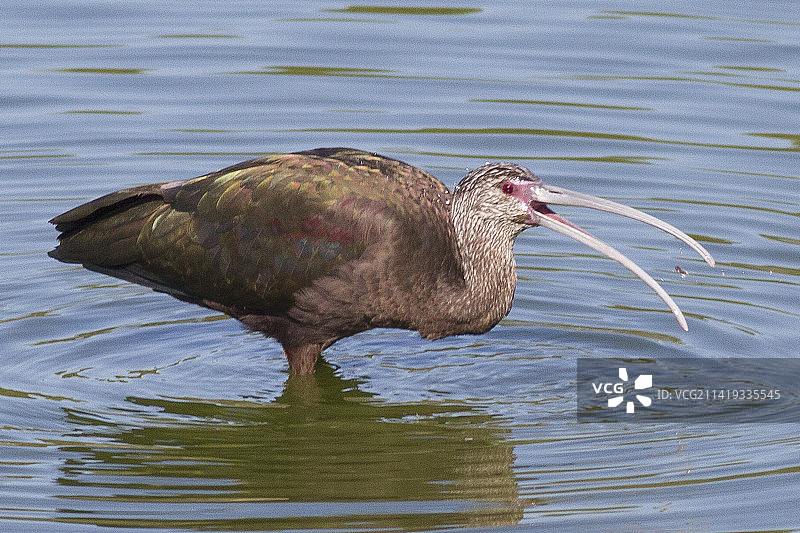 水中觅食的白脸彩鹮图片素材